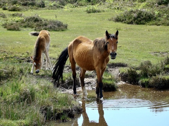 ponies